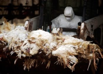 Agriculture Ministry worker carry carcasses of dead turkeys due to Bird Flu outbreak in a forklift