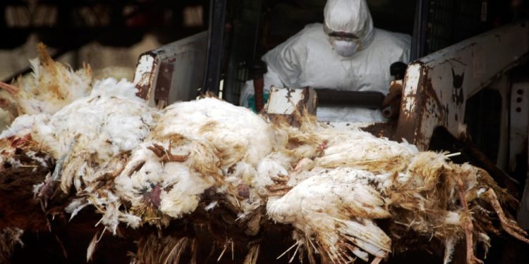 Agriculture Ministry worker carry carcasses of dead turkeys due to Bird Flu outbreak in a forklift