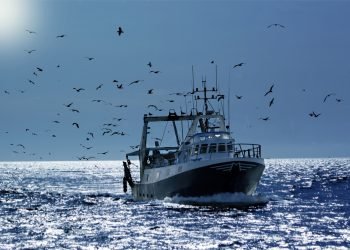 professional fisherboat with many seagulls come back in the harbor