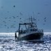 professional fisherboat with many seagulls come back in the harbor