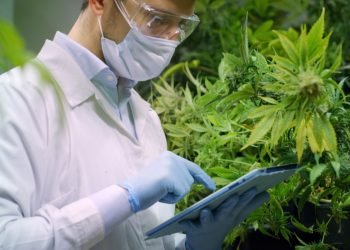 Portrait of scientist with mask and glasses checking and analizing hemp plants, signing the results with laptop in a greenhouse