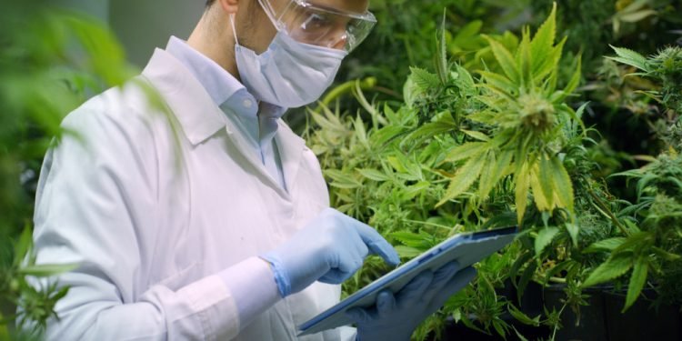 Portrait of scientist with mask and glasses checking and analizing hemp plants, signing the results with laptop in a greenhouse