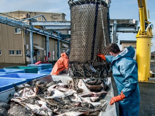Unloading Fish: Fresh caught halibut drop from the bottom of a transport basket after being hoisted by crane from a fishing boat at a dock in Alaska.