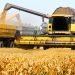 Combine harvesting wheat.
