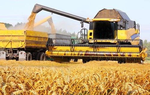 Combine harvesting wheat.