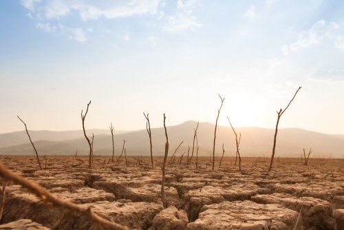 Dead trees on drought and cracked land at dry river or lake, metaphor climate change, global warming and water crisis at africa or ethiopia