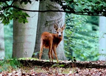 Walloon-forest-ranger