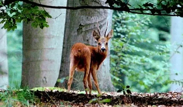 Walloon-forest-ranger