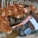 Woman,Feeding,Cows,Inside,The,Barn