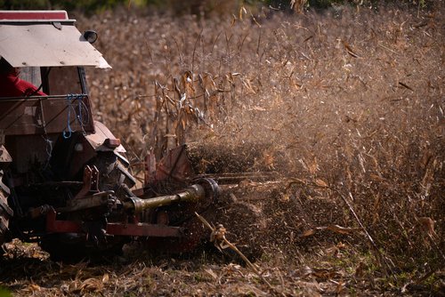 An,Old,Red,Tractor,Chopping,Corn,In,The,Field.,Mechanized