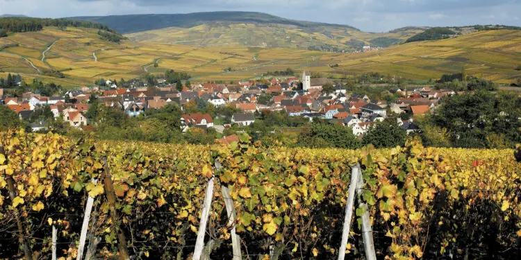 68 HAUT-RHIN
ROUTE DES VINS D'ALSACE / AUTOMNE
ORSCHWIHR (VILLAGE)
VIGNES