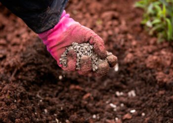 Gardener,Adding,Chicken,Manure,Pellets,To,Soil,Ground,For,Planting