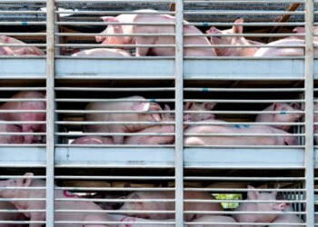 Truck,Transport,Pigs