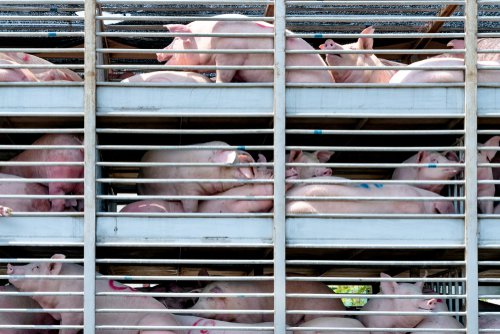 Truck,Transport,Pigs