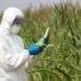 Gmo,profesional,In,Uniform,Goggles,mask,And,Gloves,Examining,Corn,Cob,On