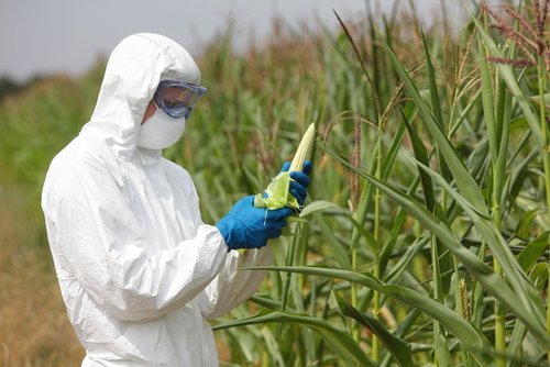 Gmo,profesional,In,Uniform,Goggles,mask,And,Gloves,Examining,Corn,Cob,On