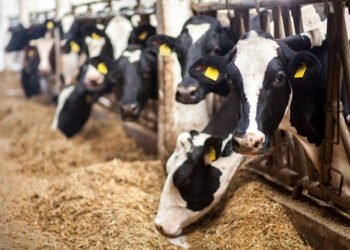Cows,On,Farm.,Black,And,White,Cows,Eating,Hay,In