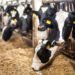 Cows,On,Farm.,Black,And,White,Cows,Eating,Hay,In
