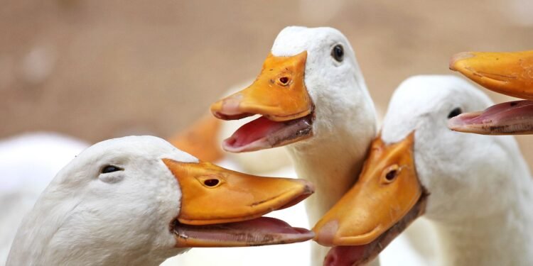 Do Ducks Have Teeth?