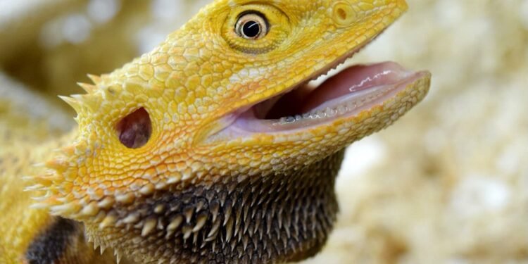 Do Lizards Have Teeth