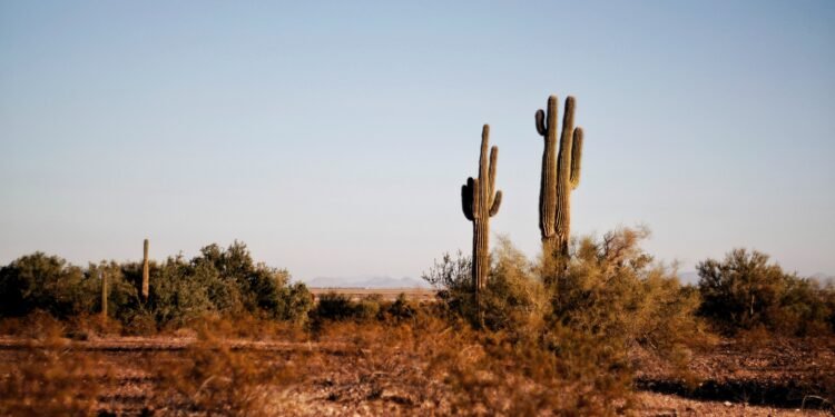 Chihuahuan Desert in Texas. Credit: Yigithan Bal/Pexels