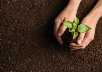 Woman holding green seedling on soil, top view. Space for text