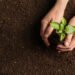 Woman holding green seedling on soil, top view. Space for text