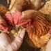credit: knowyourchickens.