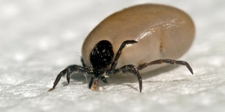 Can Lyme Disease Cause Weight Gain