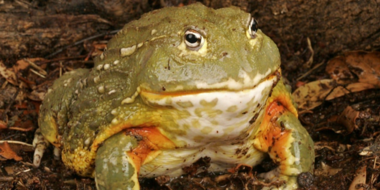 Do African Bullfrogs Have Teeth