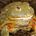 Do African Bullfrogs Have Teeth