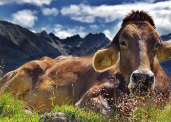 Do Cows Have Top Front Teeth