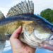 Do Walleye Have Teeth