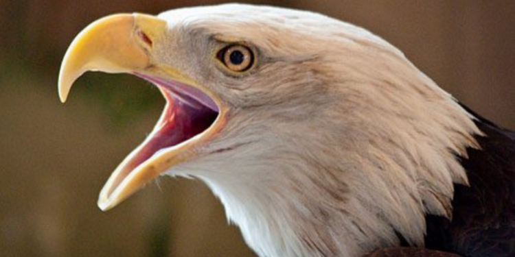 Do Eagles Have Teeth