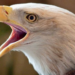 Do Eagles Have Teeth