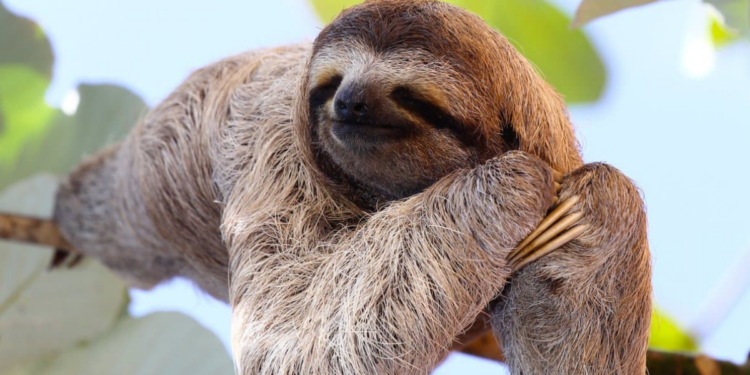 Do Sloths Have Teeth