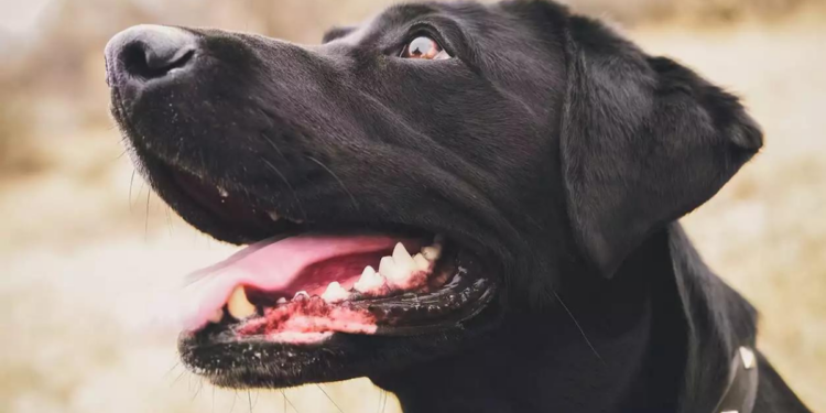 Are Dog Teeth Stronger Than Human Teeth