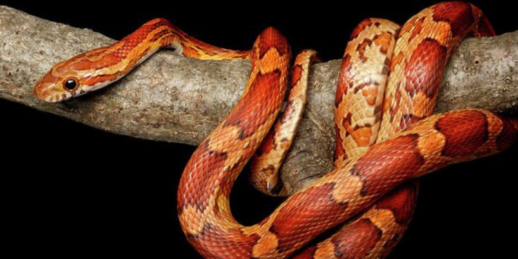 Do Corn Snakes Have Teeth