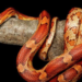 Do Corn Snakes Have Teeth